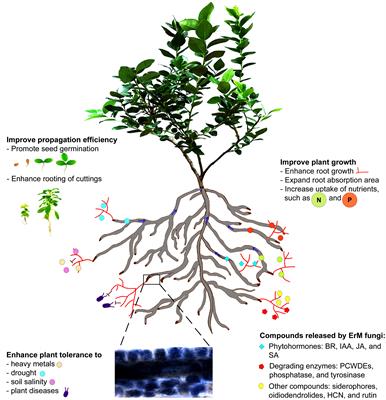 Frontiers | Ericoid Mycorrhizal Fungi As Biostimulants For Improving ...